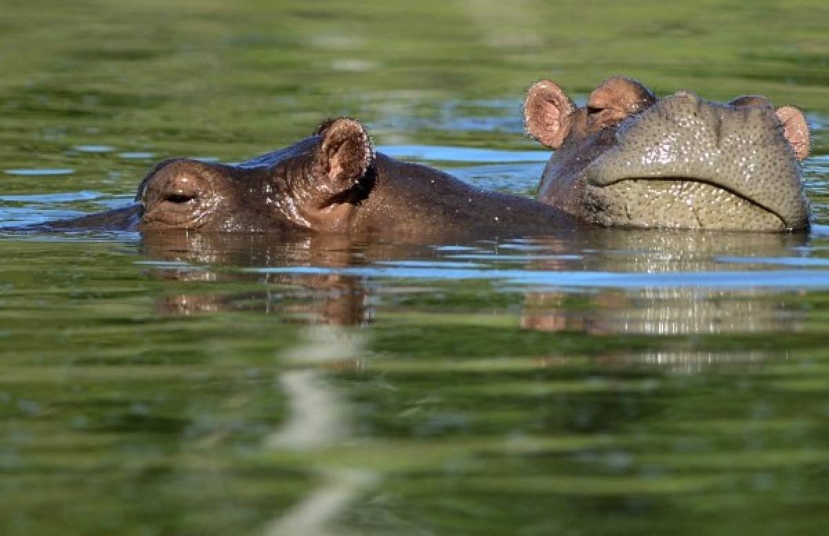 ¿Cómo están los hipopótamos de Pablo Escobar a 20 años de su muerte?