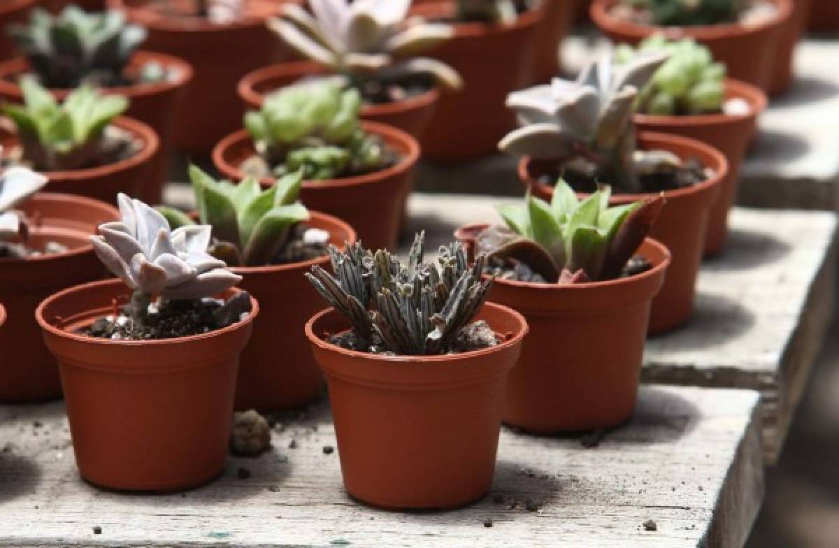 Cuidados de un jardín radiante