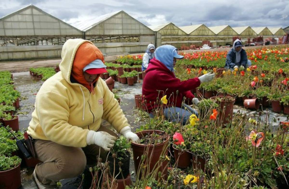 Tepesianos se arriesgan a perder su permiso laboral