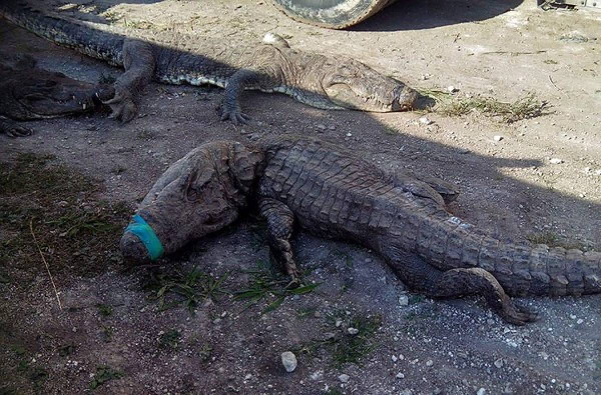 Mueren 124 cocodrilos en México por 'trato indigno' al ser transportados