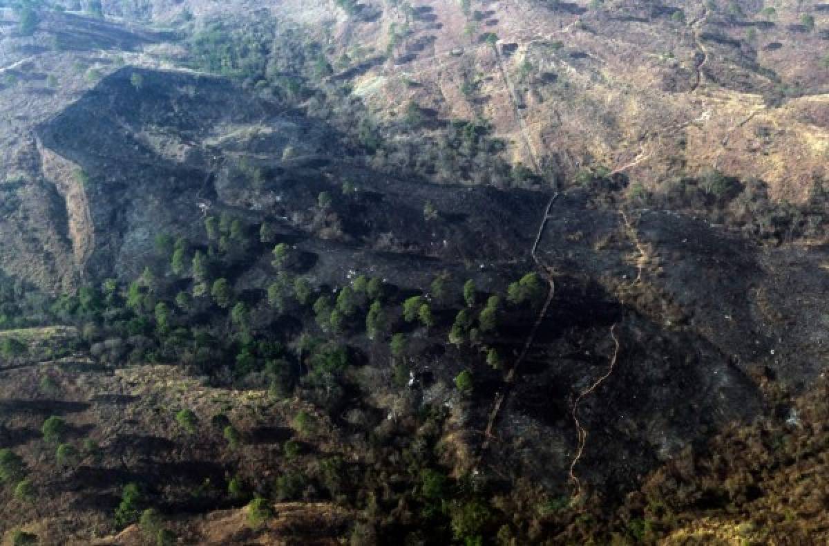 Devastado bosque capitalino