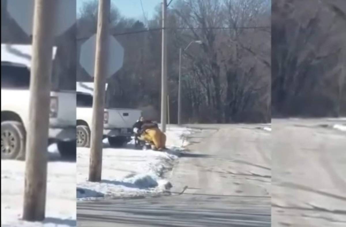 Mujer obesa es remolcada en su silla de ruedas por una camioneta