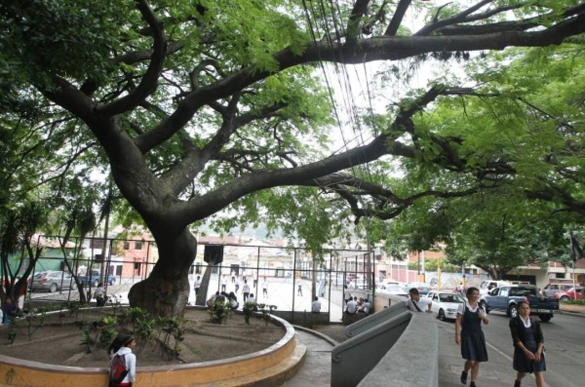 Históricos árboles, testigos del tiempo en la capital