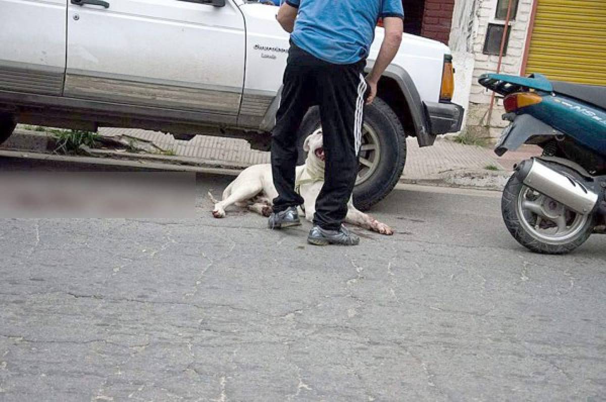 Hombre arrastra a su perro en una motocicleta