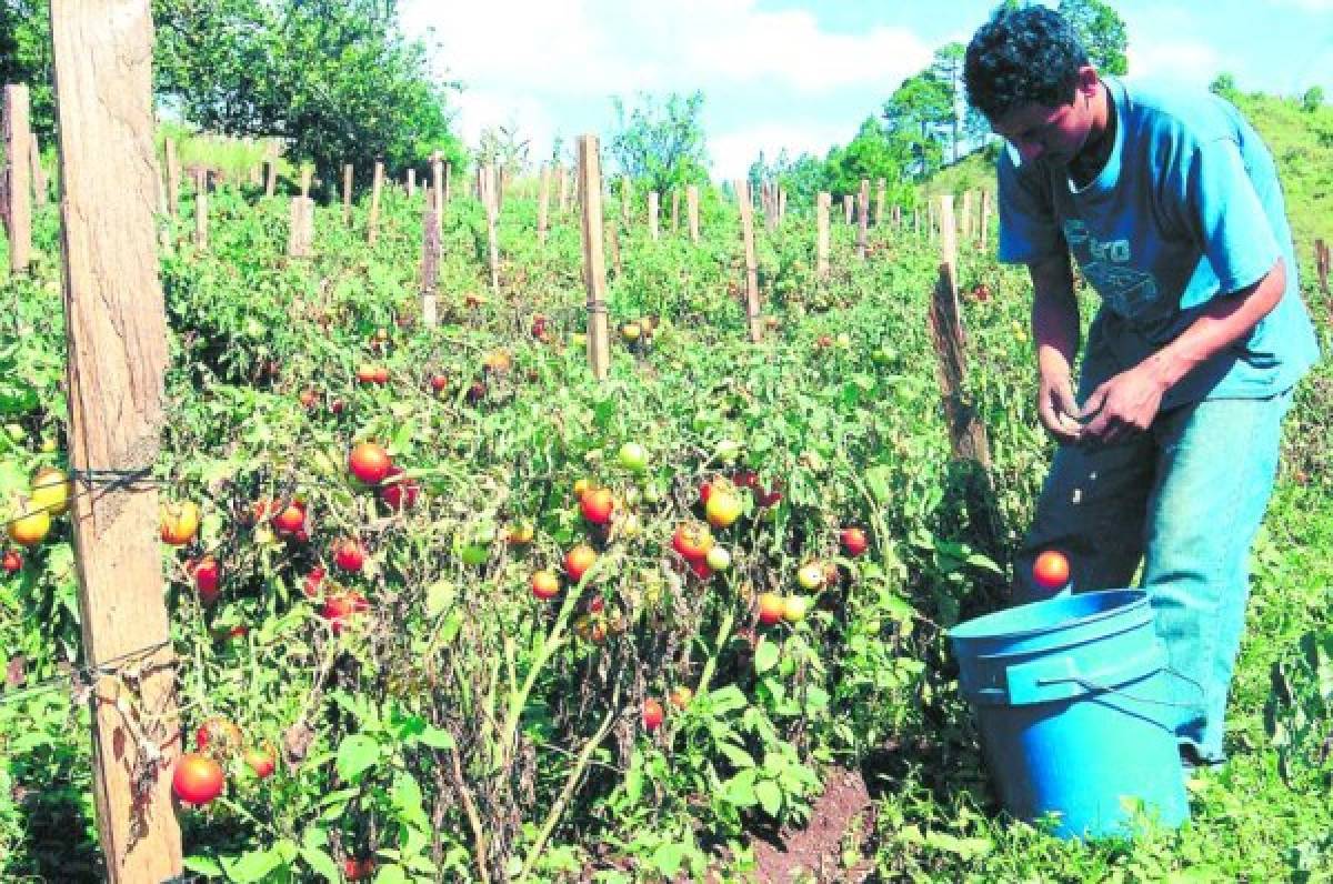 AP ProducciÃ³n cultivo de tomates, agricultura, 24 Octubre 2006