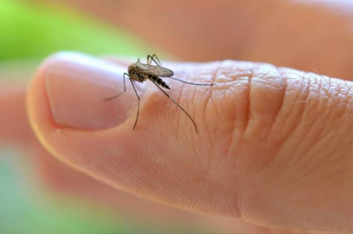 México toma con cautela reporte de Texas de contagio de zika vía sexual  
