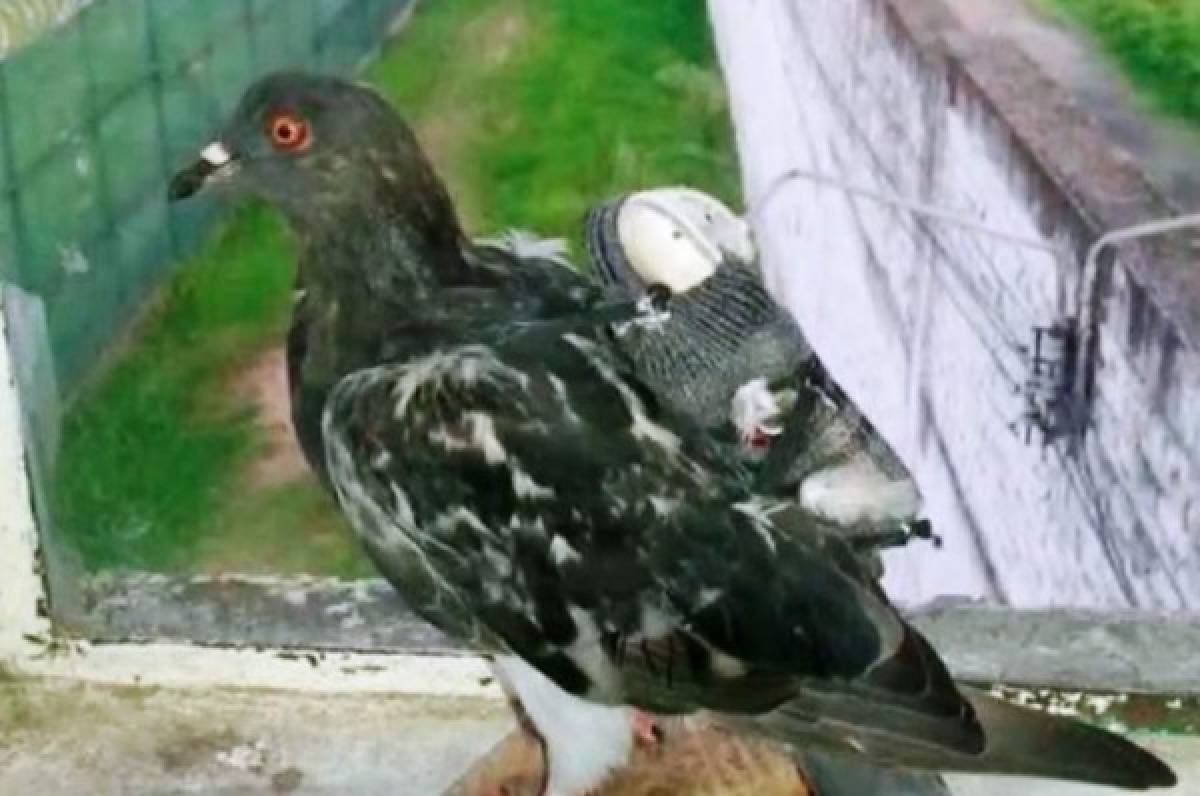¿El ave del crimen? Atrapan a paloma mensajera entrando a cárcel de Colombia
