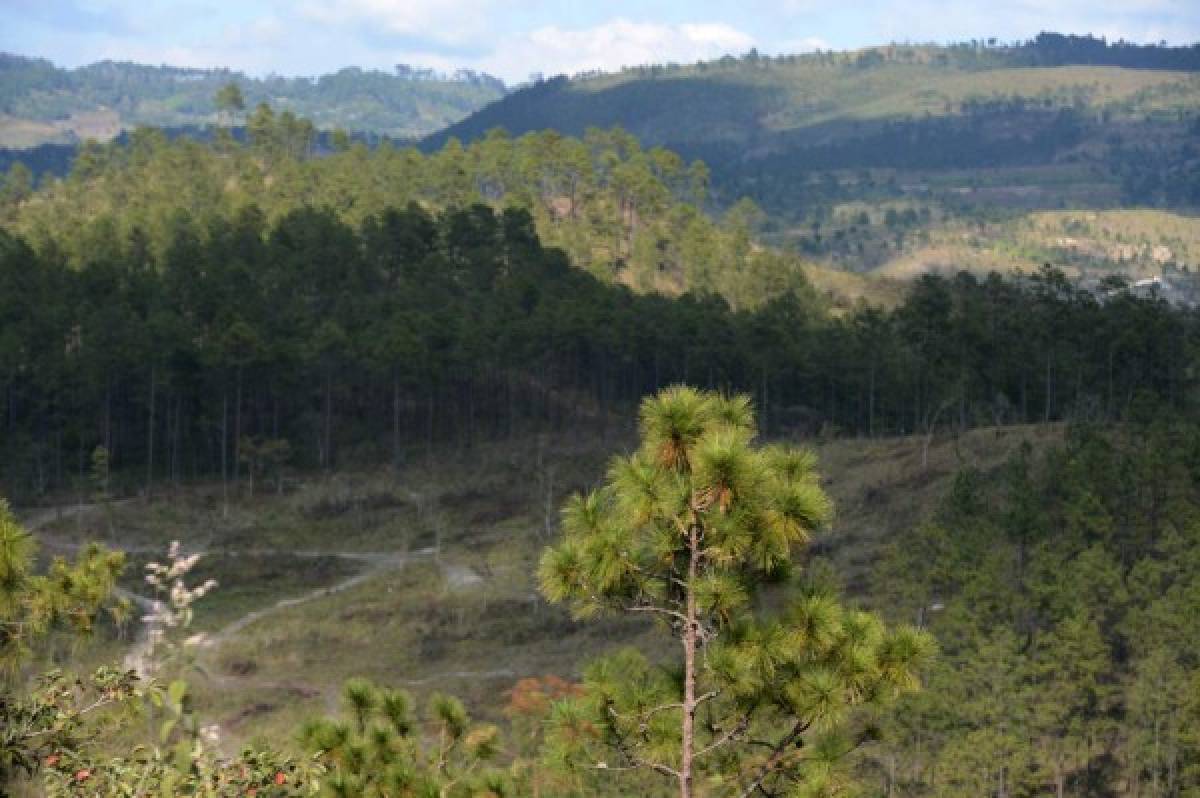 Honduras controla insecto que destruyó un cuarto de sus bosques de pino