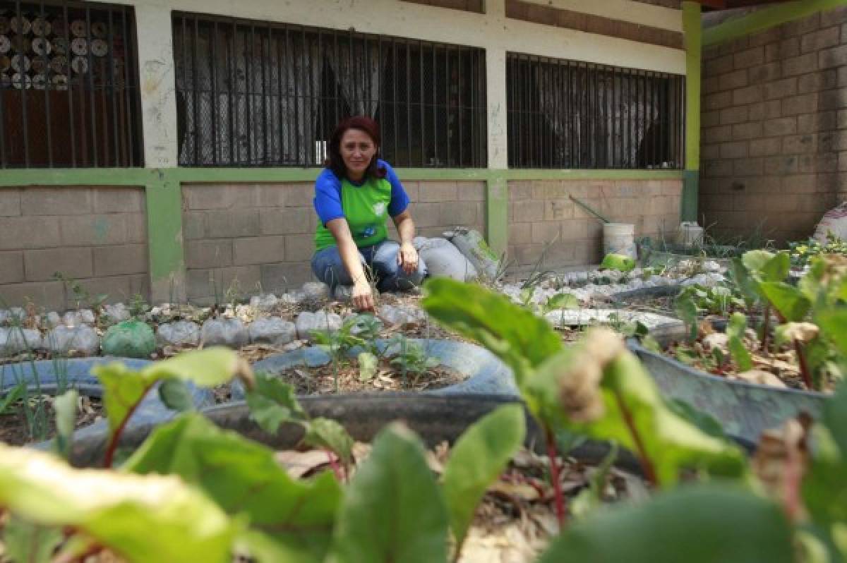 Arduas jornadas ecológicas en centros escolares