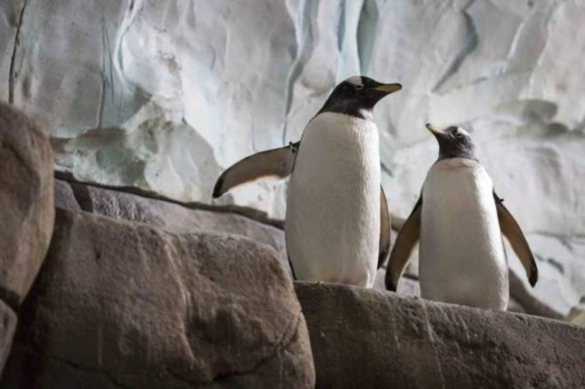 Pareja de pingüinos gay se muda de un zoológico para vivir juntos