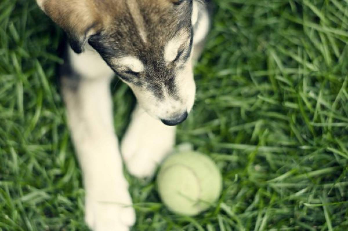 Educa a tu perro sin violencia