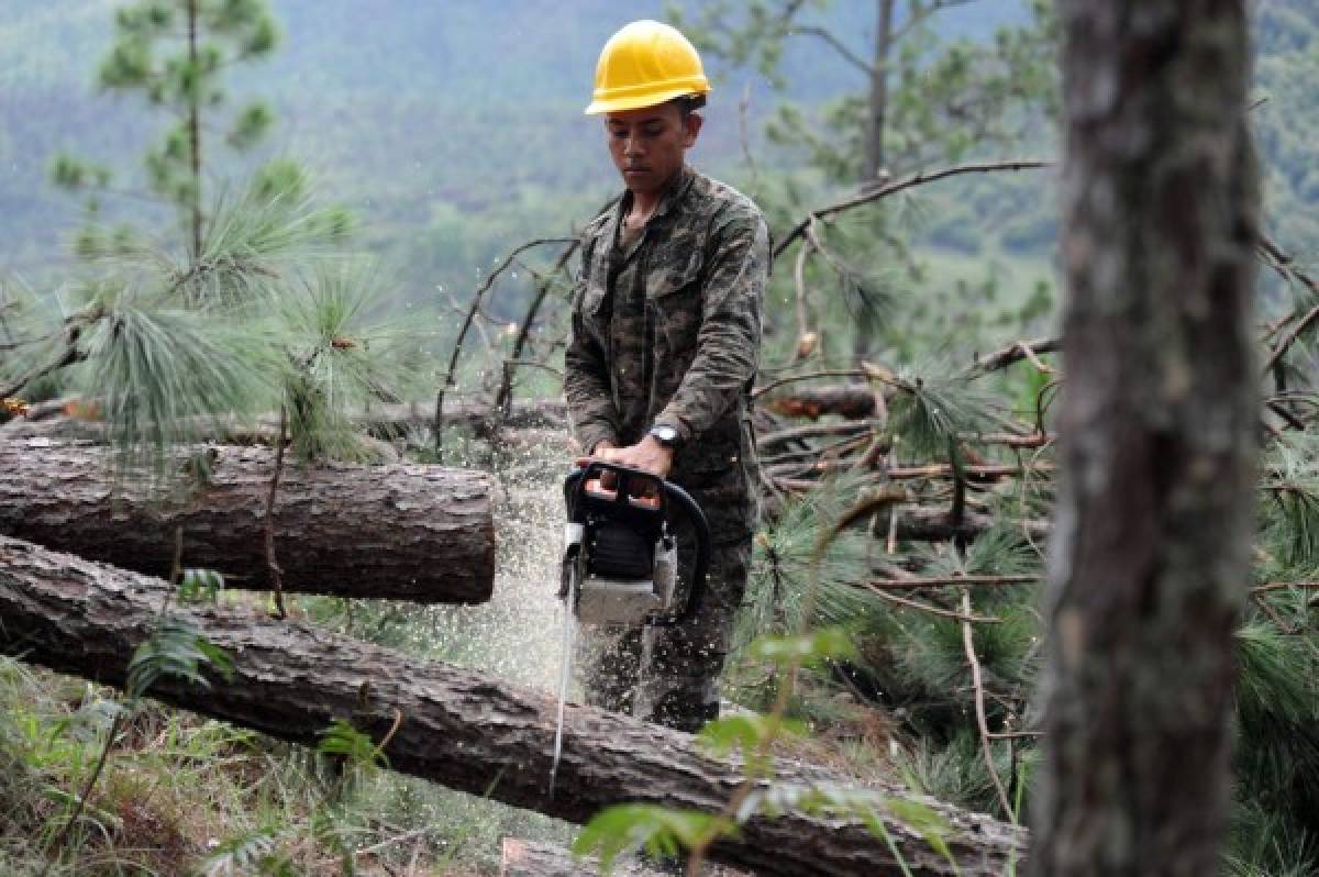 Cortan 15 mil pinos al día por plaga del gorgojo descortezador en la capital