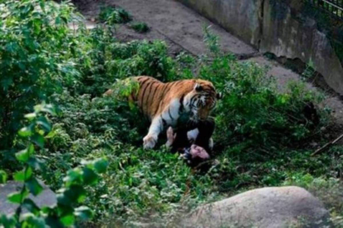El dramático momento en el que un tigre siberiano ataca a su cuidadora