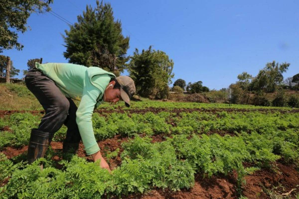Ardua faena de productores para traer sus hortalizas a la capital