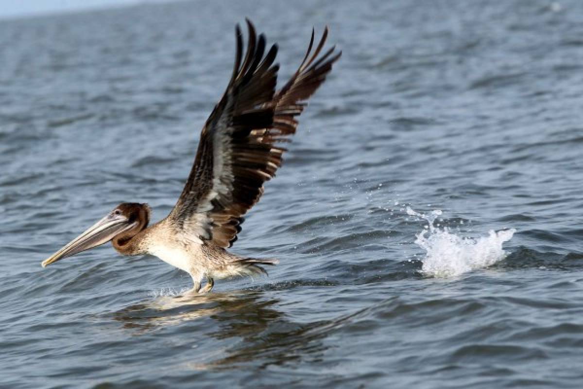 El Golfo de Fonseca, Un tesoro natural en el pacífico hondureño