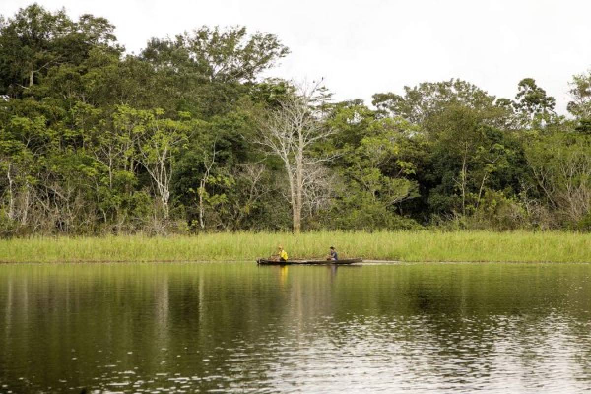 Un vistazo a la exótica selva del Amazonas