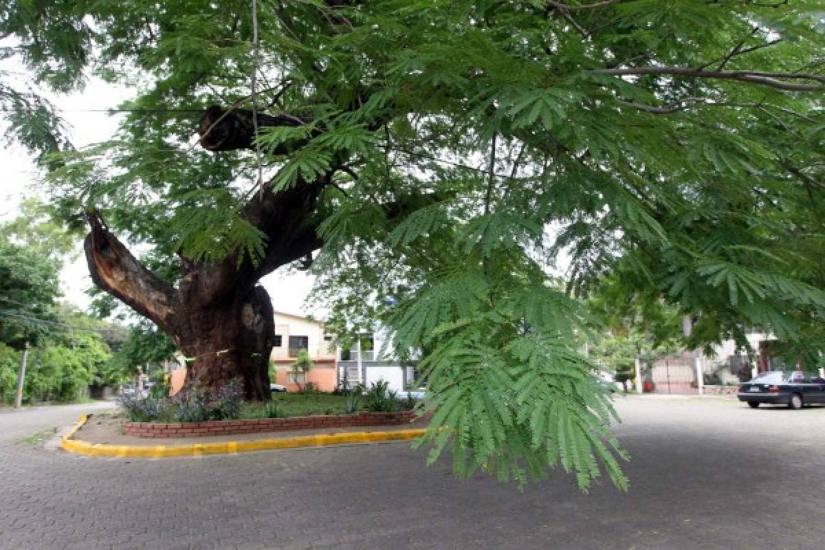 Históricos árboles, testigos del tiempo en la capital