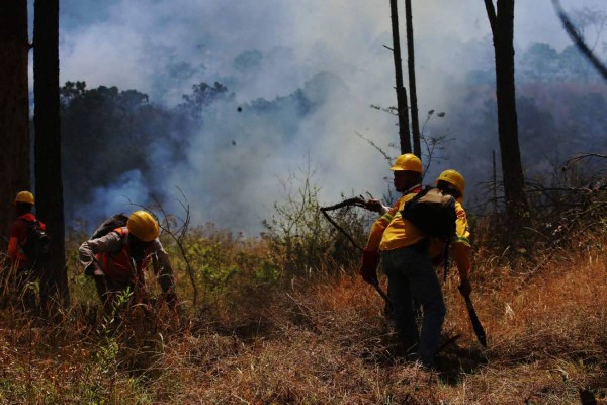 Honduras: Incendio daña 420 hectáreas de bosque en El Hatillo