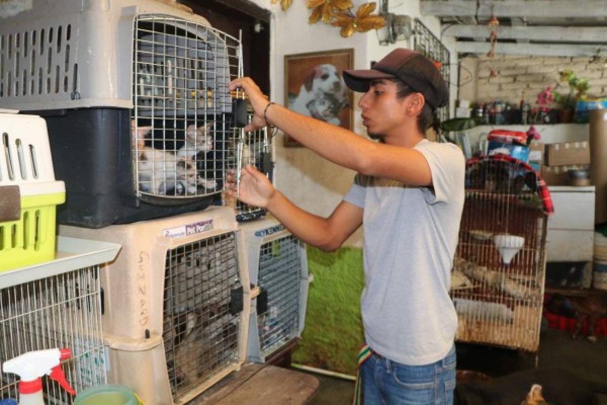 No hay fondos para construir un centro de protección de animales