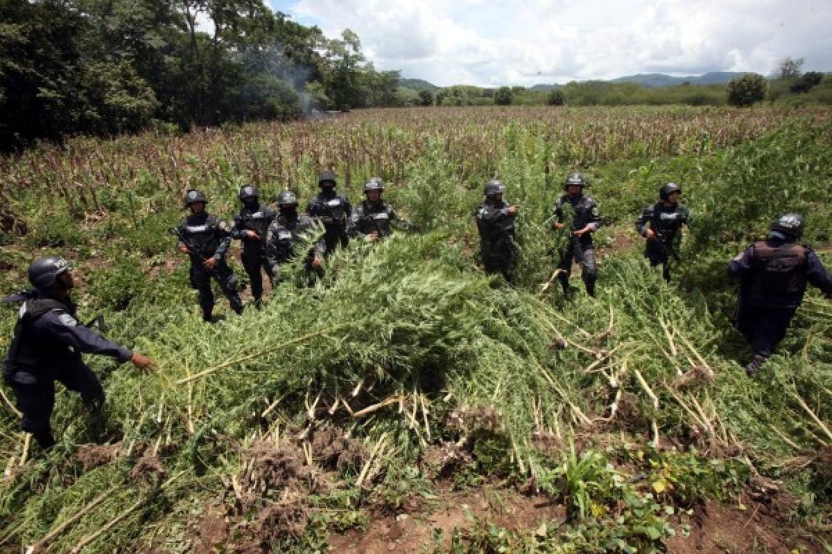 Hallan sembradío de marihuana en El Porvenir