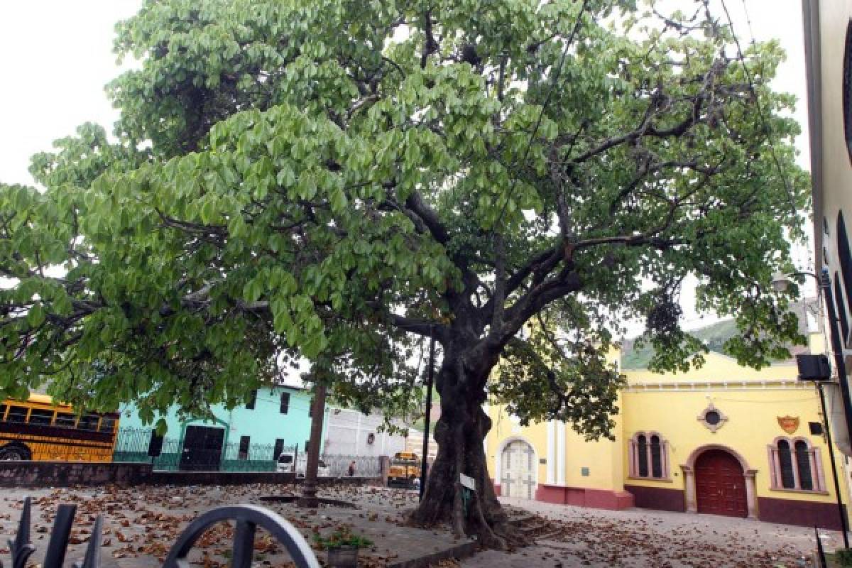 Históricos árboles, testigos del tiempo en la capital