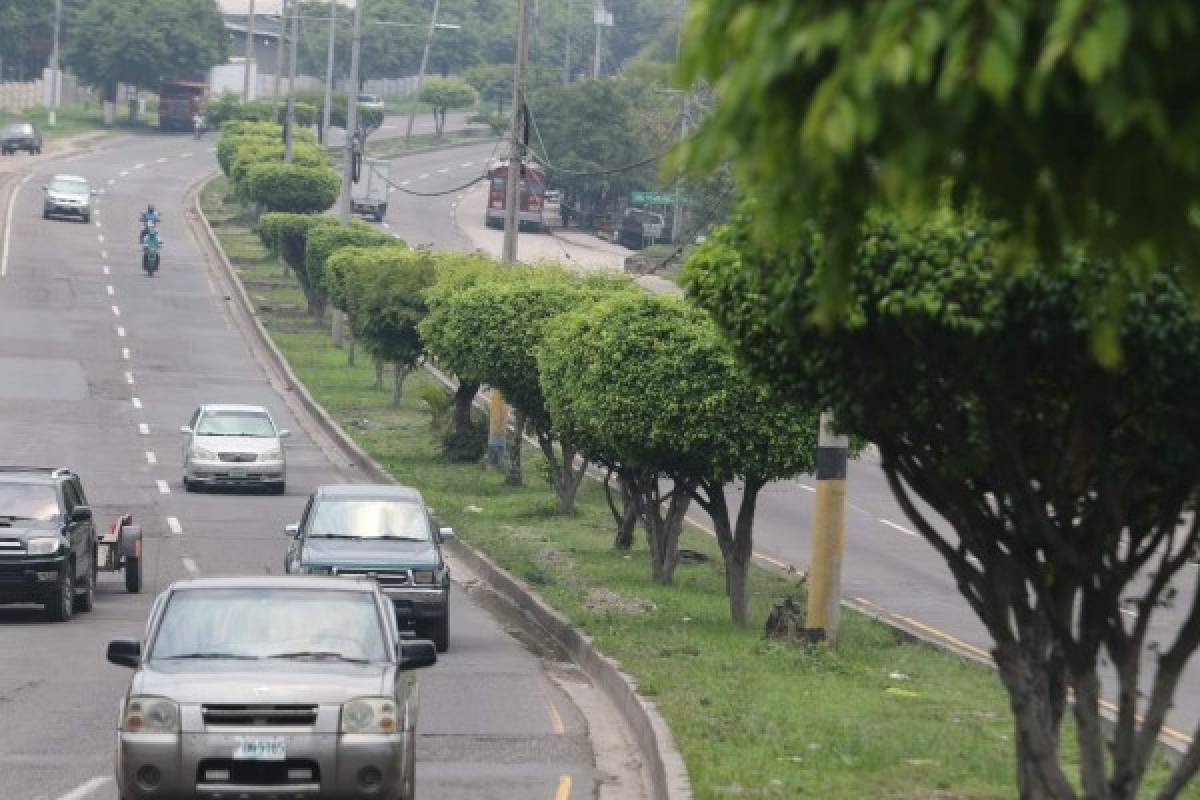 Alcaldía asegura que evitará cortes y optará por trasplante de árboles