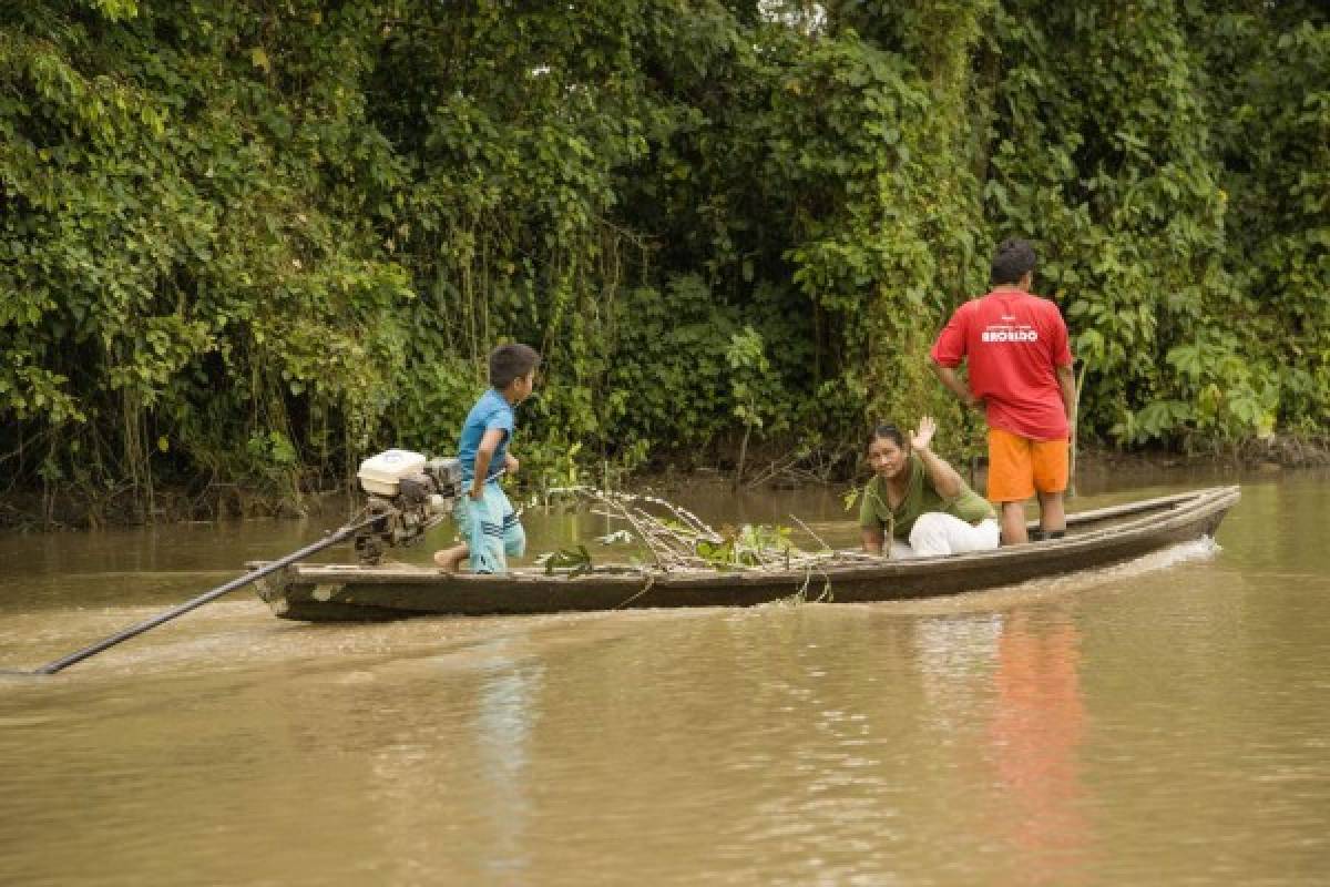 Un vistazo a la exótica selva del Amazonas