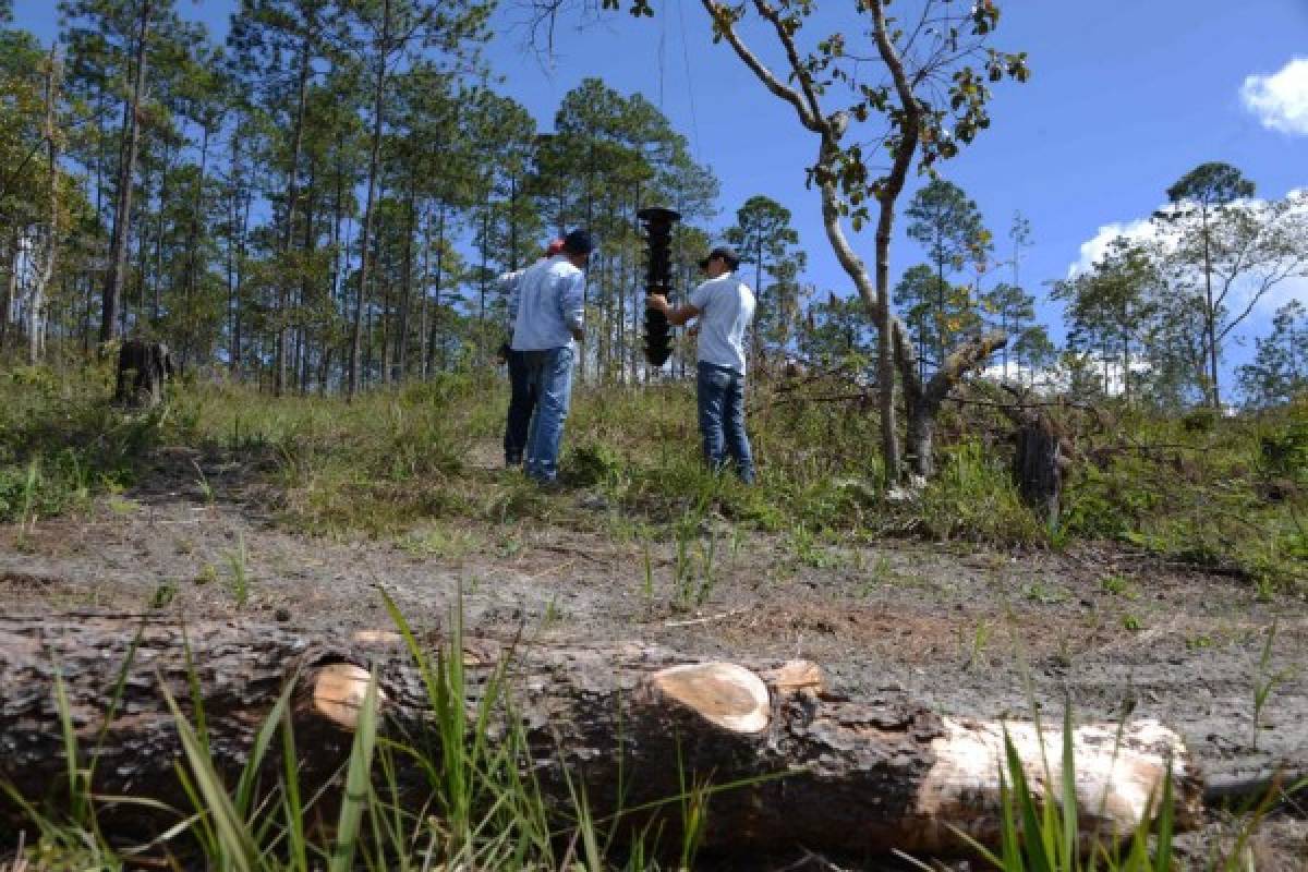 Honduras controla insecto que destruyó un cuarto de sus bosques de pino