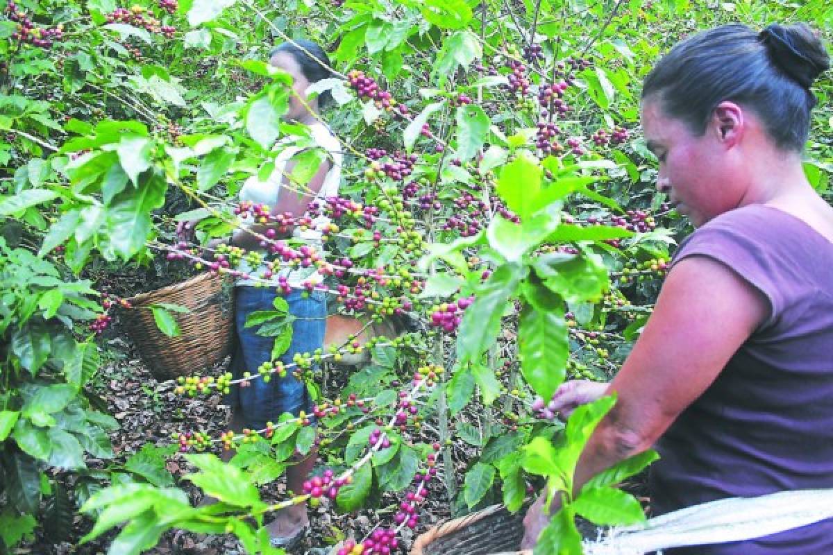 Honduras: 55,000 corteros de café han ingresado de países vecinos
