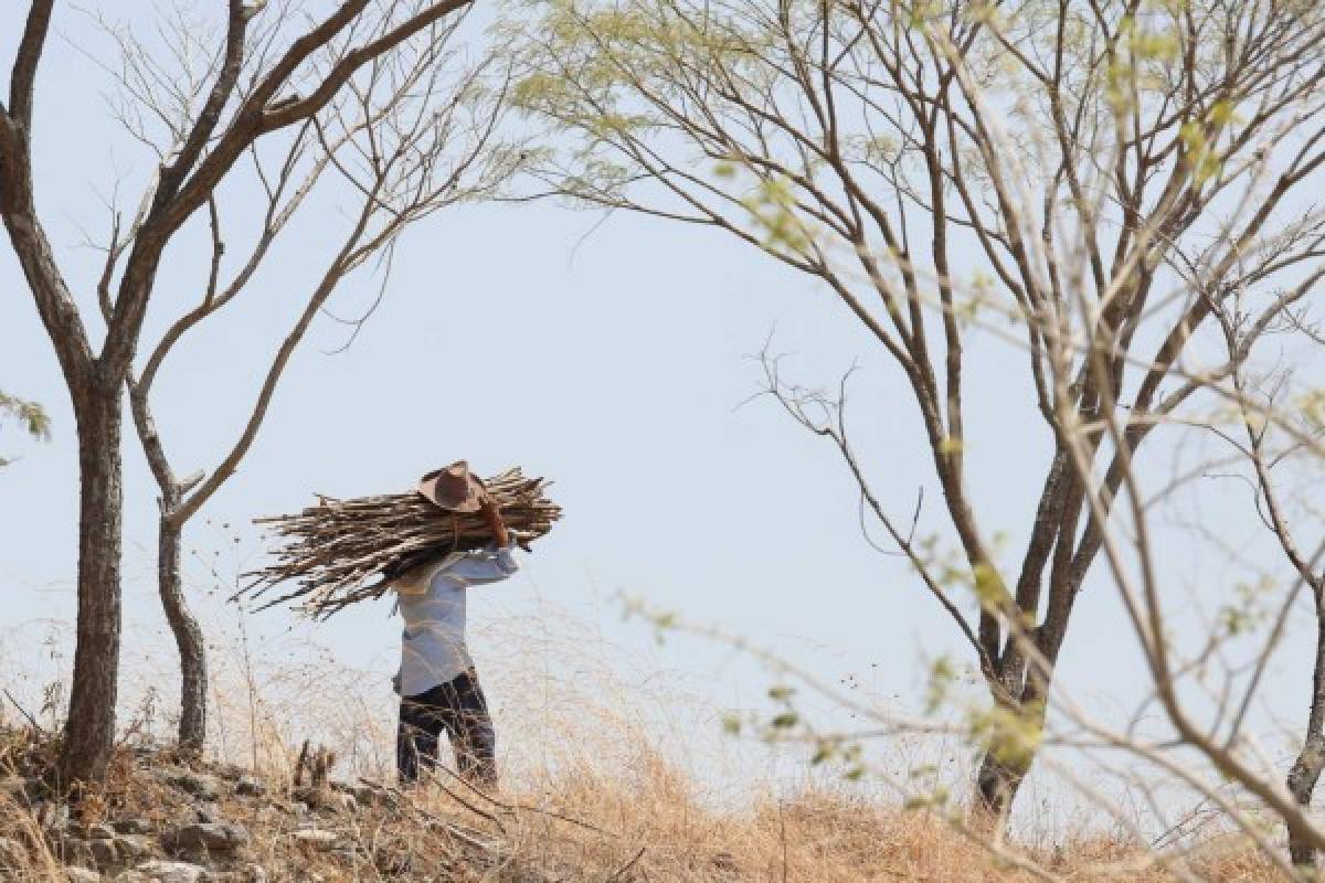 Honduras: Con desesperación, pobladores luchan contra sequía