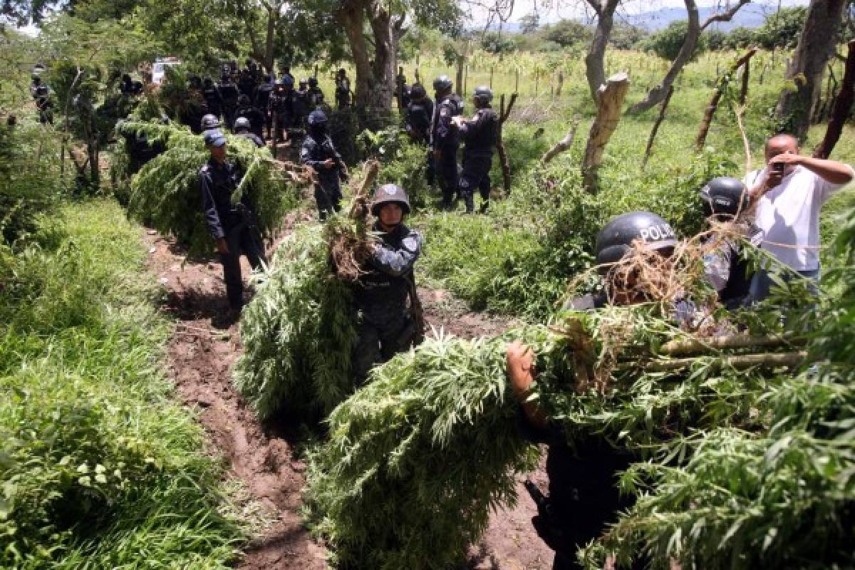 Hallan sembradío de marihuana en El Porvenir