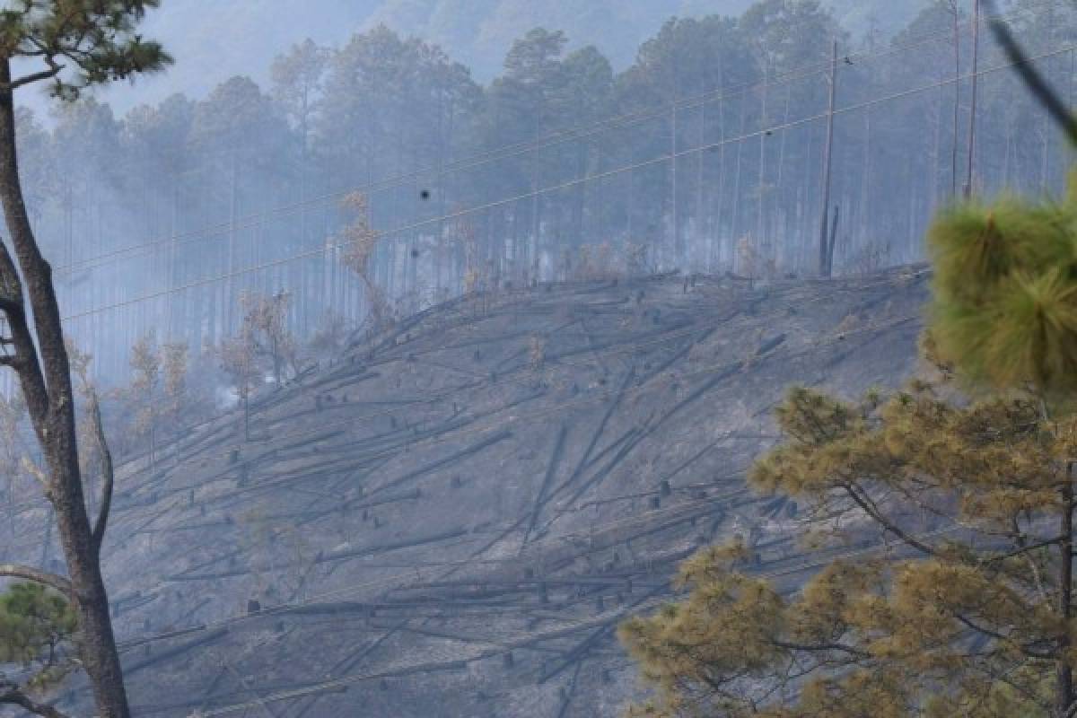 Honduras: Incendio daña 420 hectáreas de bosque en El Hatillo