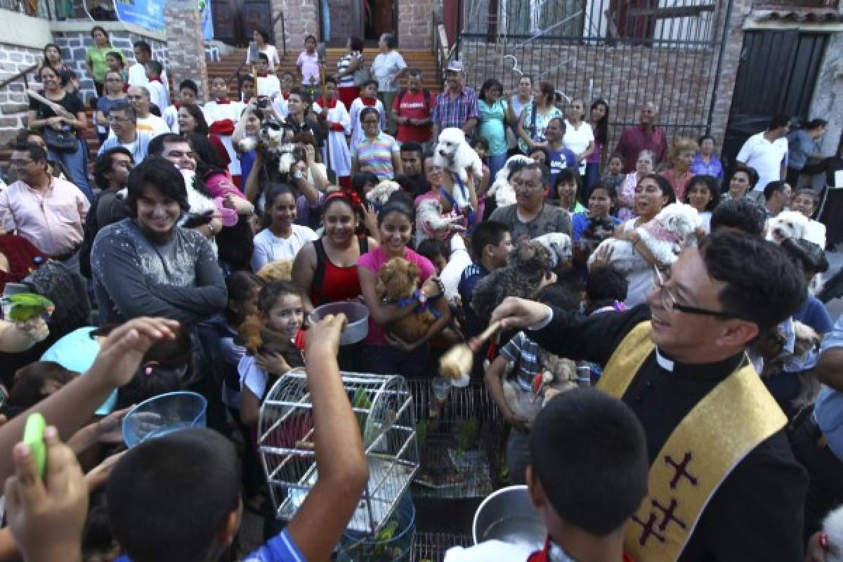 Protección animal, un clamor más allá de la coyuntura