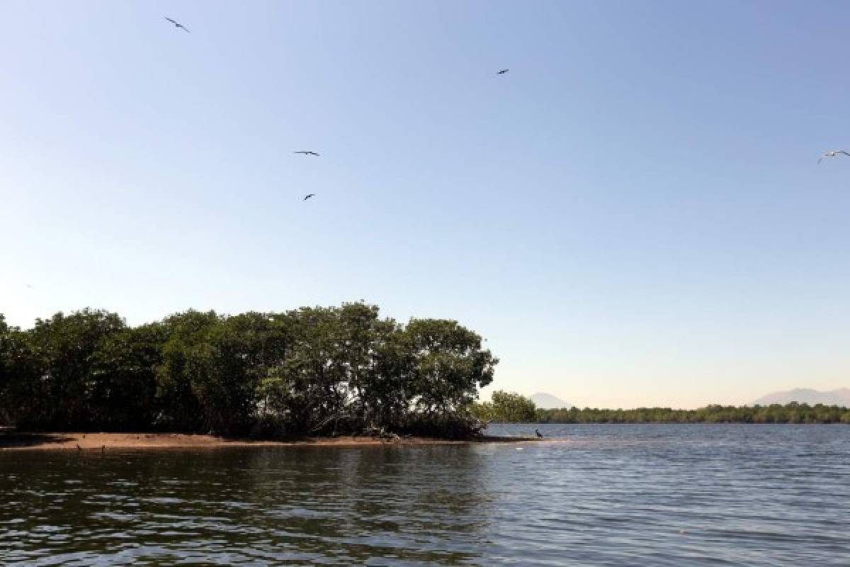 Golfo de Fonseca recupera su biodiversidad
