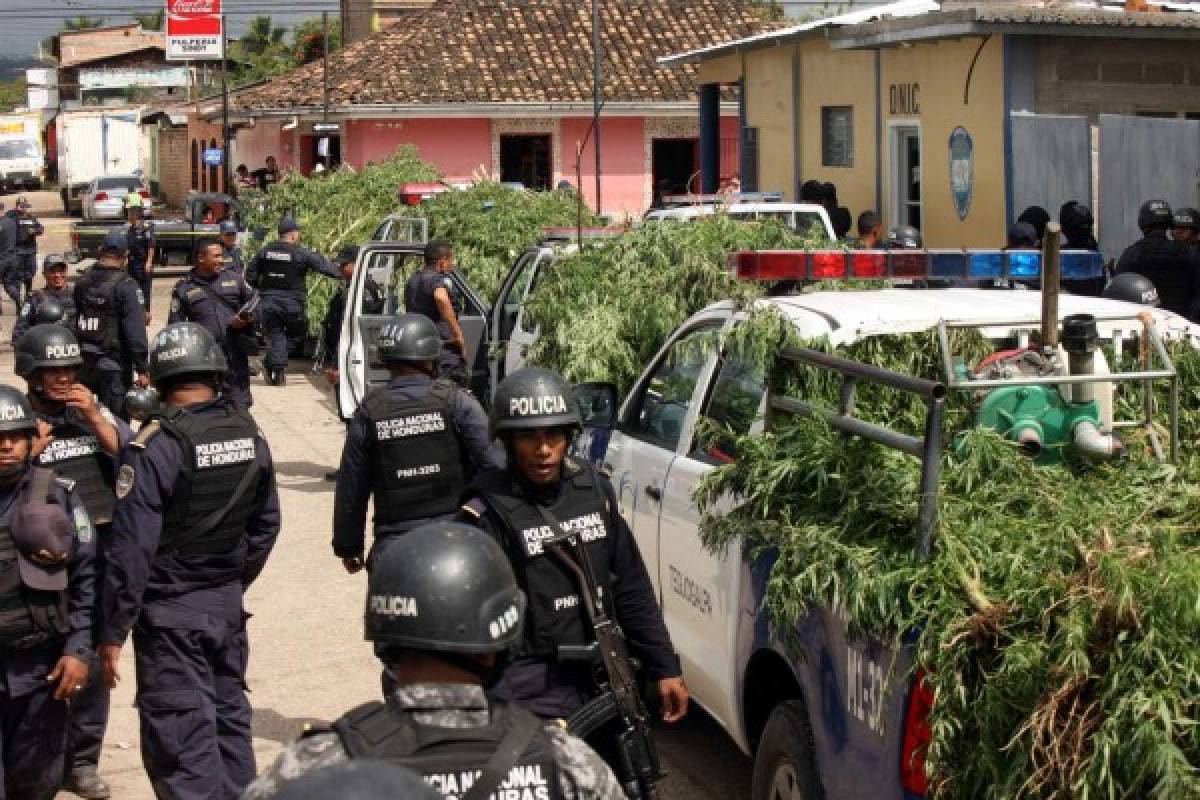 Hallan sembradío de marihuana en El Porvenir