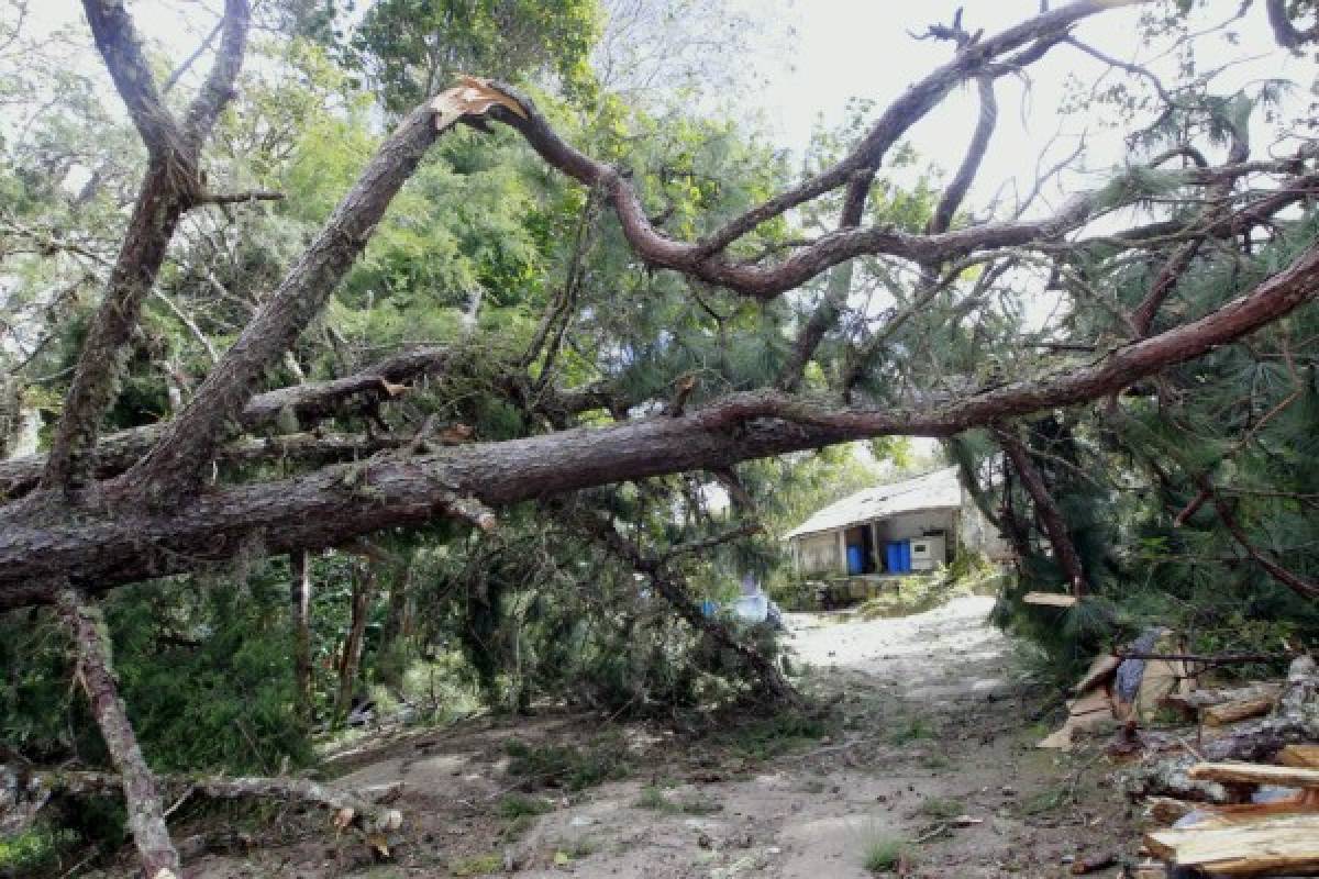 Potentes vientos dejan caída de árboles y daños en líneas eléctricas en la capital de Honduras