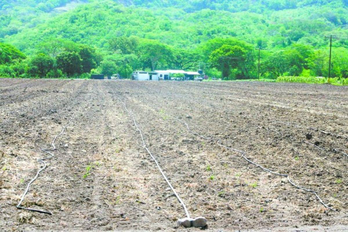 Investigan si los hermanos Valle ocuparon zonas protegidas de Honduras