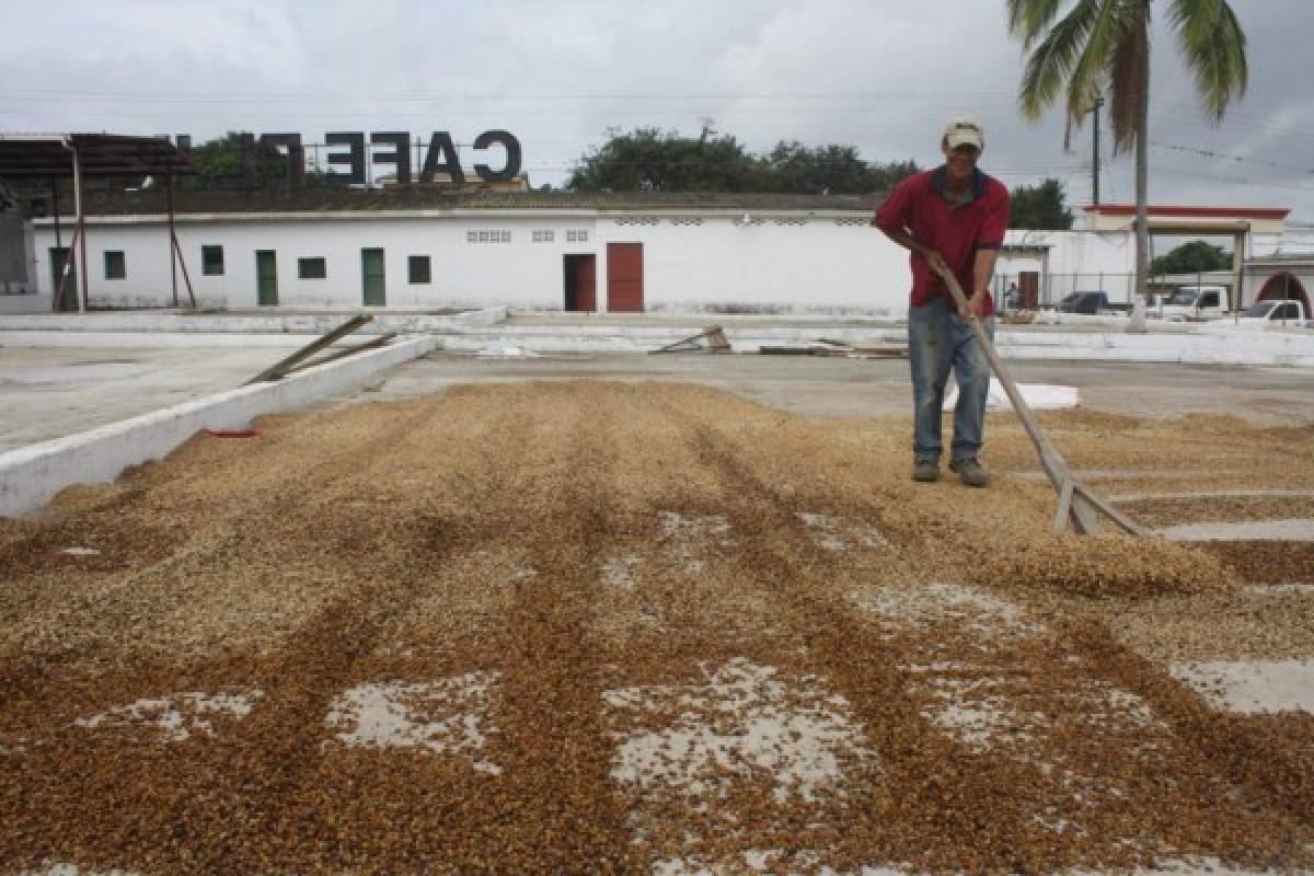 Honduras: Harán patrullajes en zona cafetalera