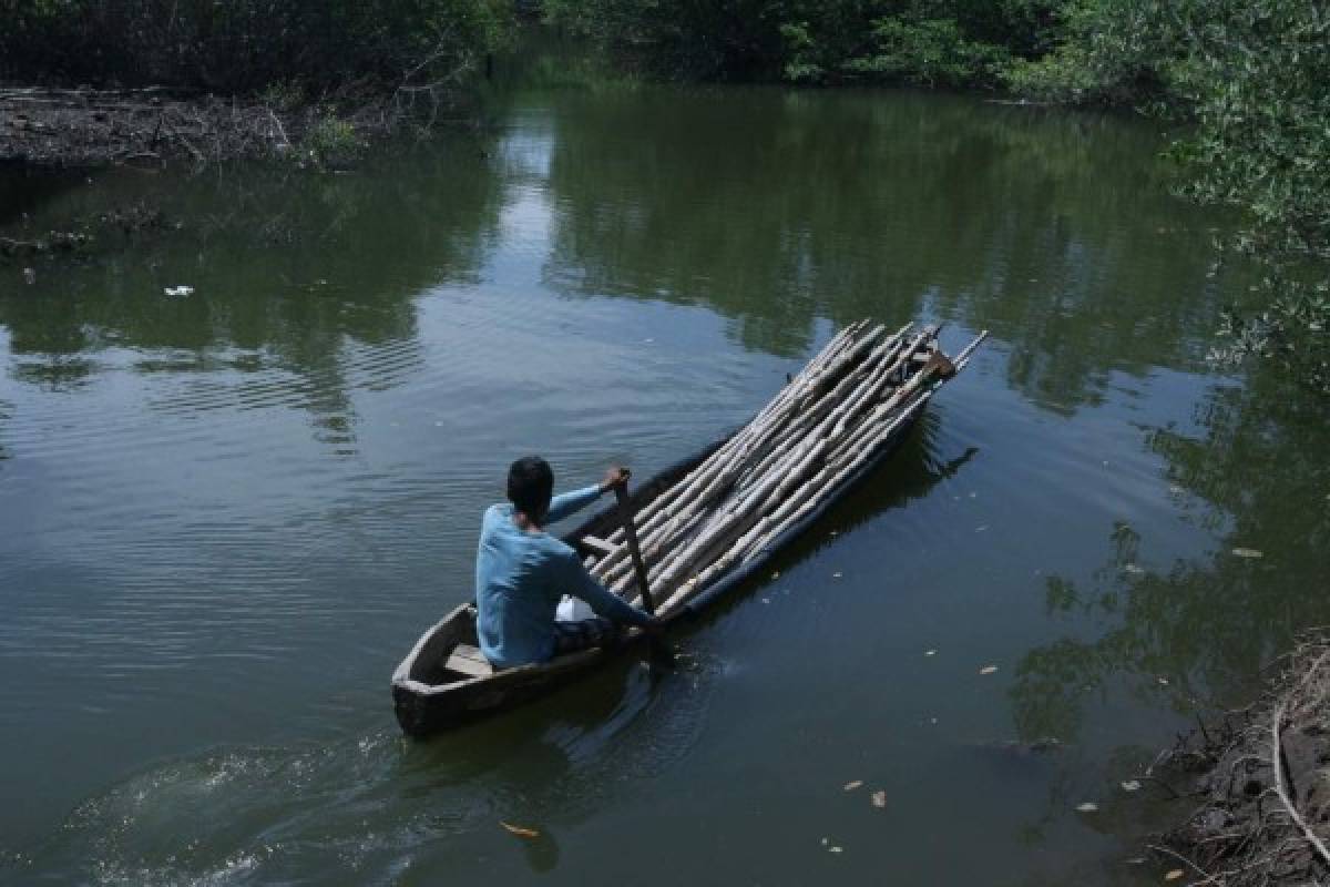 Honduras: A un 30 por ciento asciende la pérdida de mangle en el Golfo de Fonseca