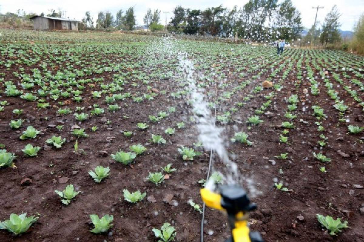 Agricultores protegerán sus cultivos con cosechas de agua