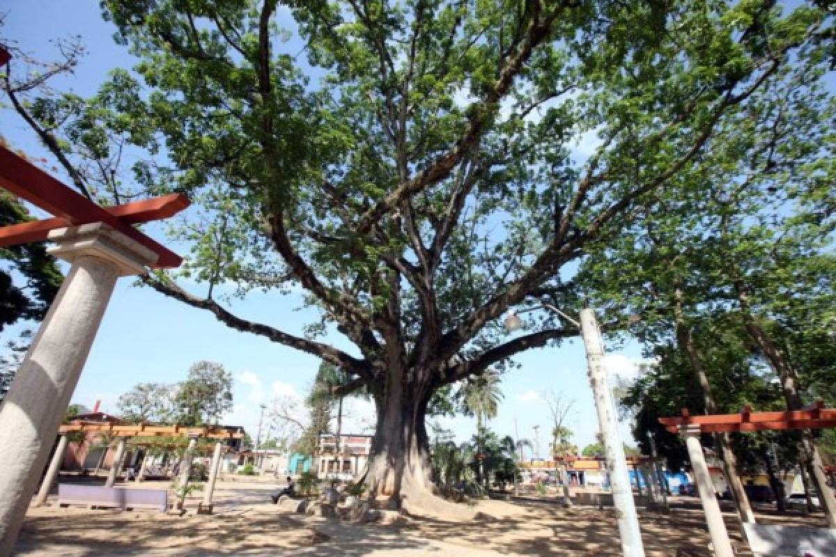 “La ceiba” es el árbol más antiguo de esta ciudad. Cuenta la historia que tiene más de 200 años y siempre ha ofrecido una agradable sombra. /Foto: Emilio Flores