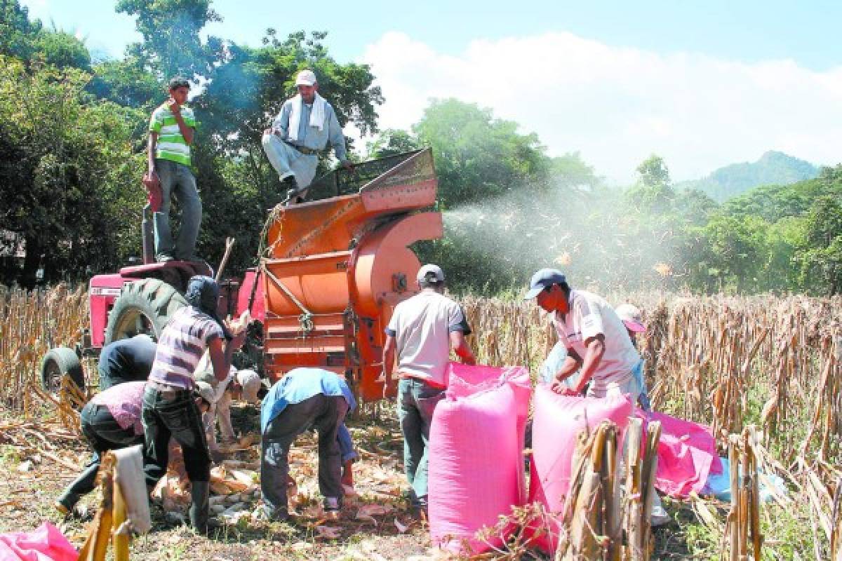 Histórica producción de 20 millones de quintales de granos en Honduras