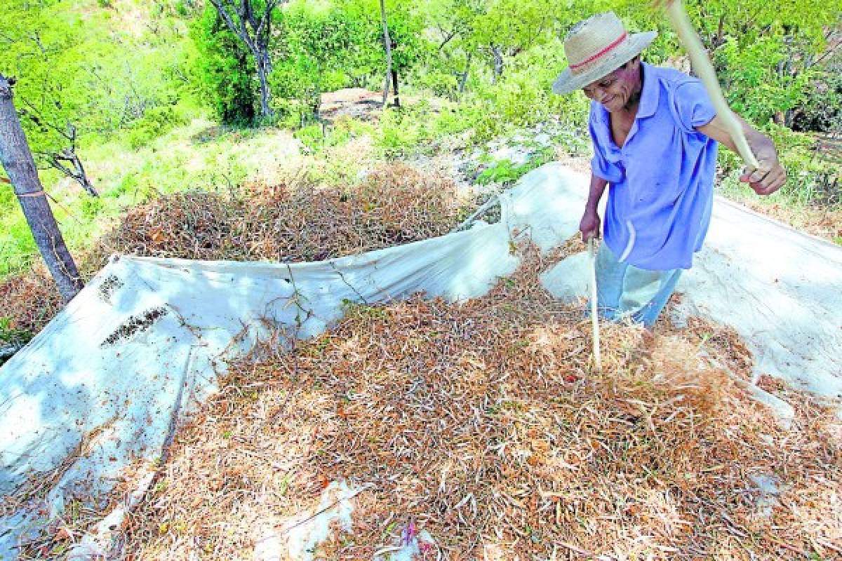 Sequía afectó casi el 100% de la producción