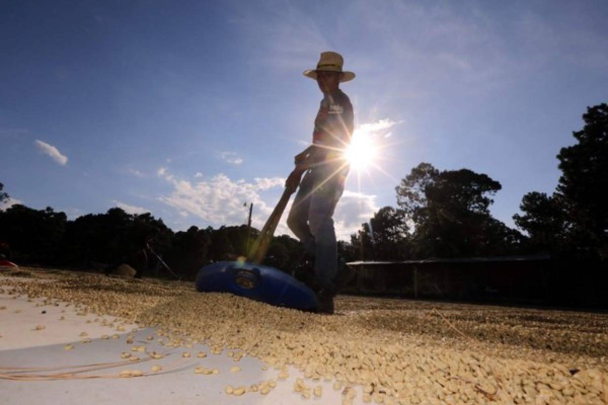 Tierra Adentro: El aroma a café en Marcala, San Pedro y Veracruz