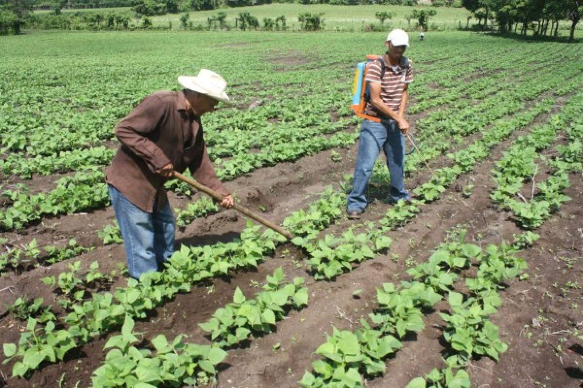 Productores de El Paraíso tienen garantizada venta de granos