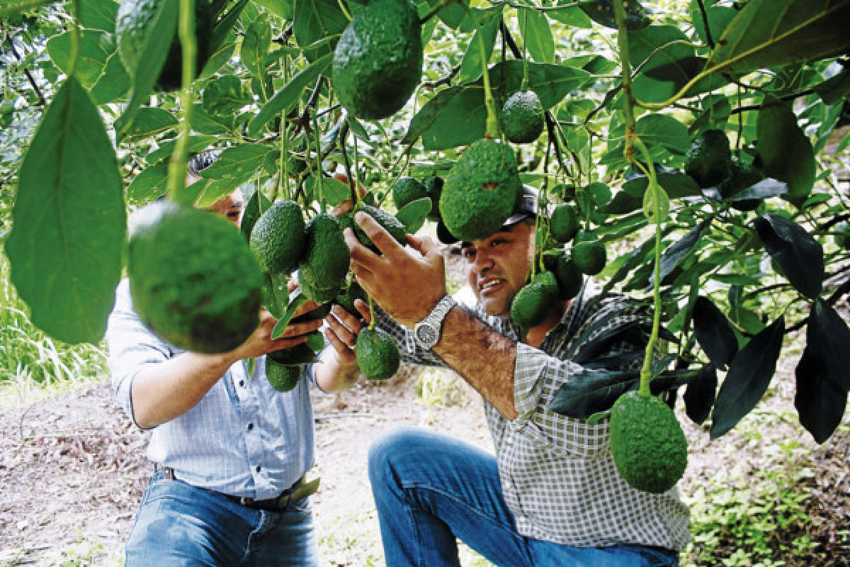 Plantaciones de aguacate Hass roban territorio al café