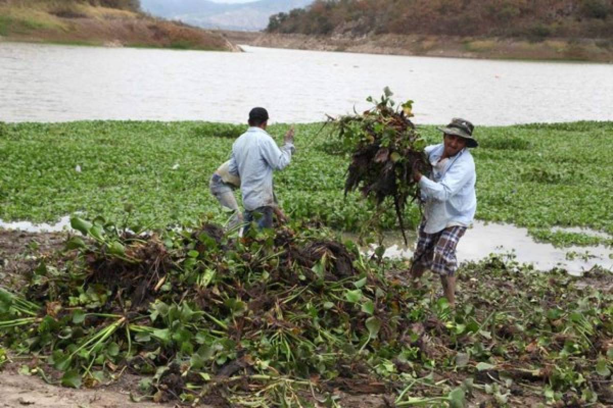 Retiran lirios que invaden embalse de Los Laureles