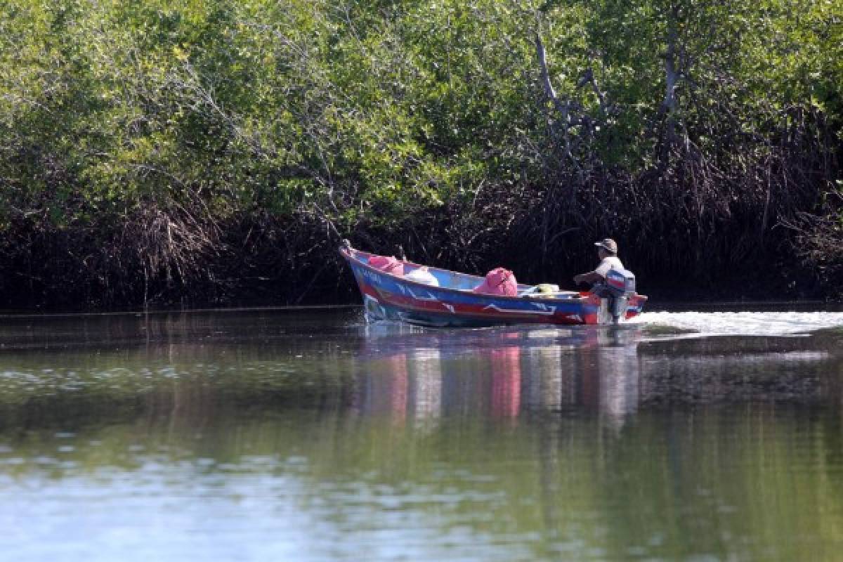 Honduras: El mangle, la joya natural más bella del Sur