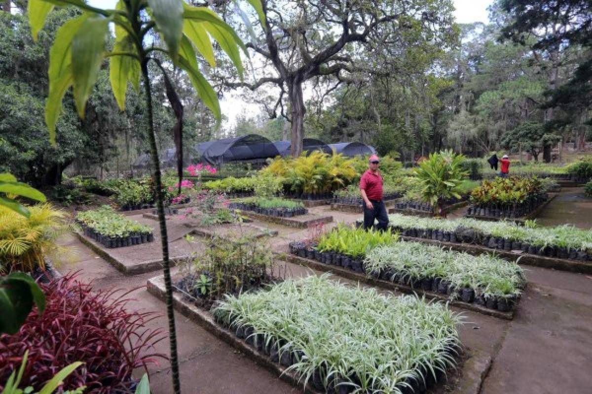 Harán jardín botánico en la capital de Honduras