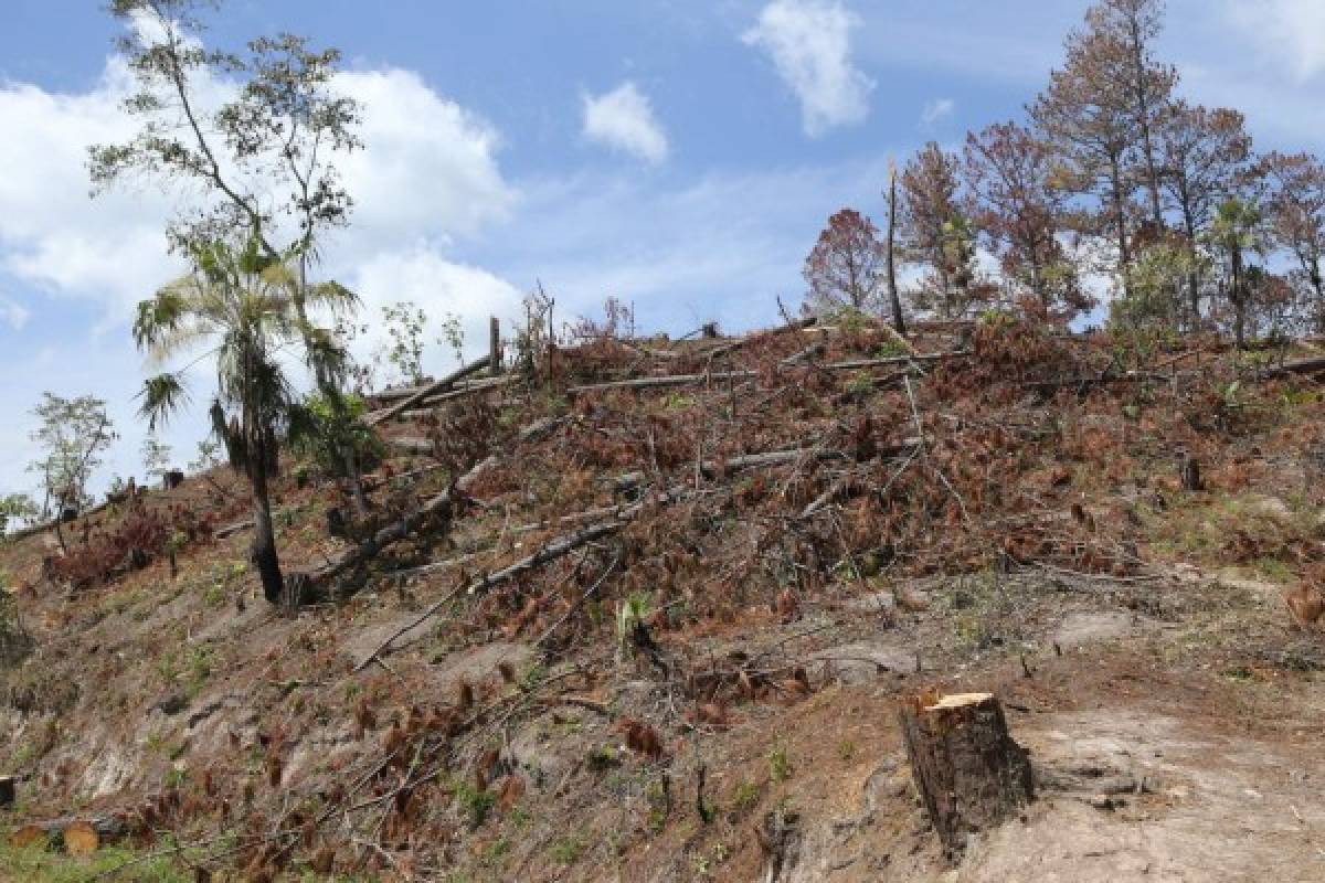 El 40% de los bosques de La Tigra han sido atacados por el gorgojo